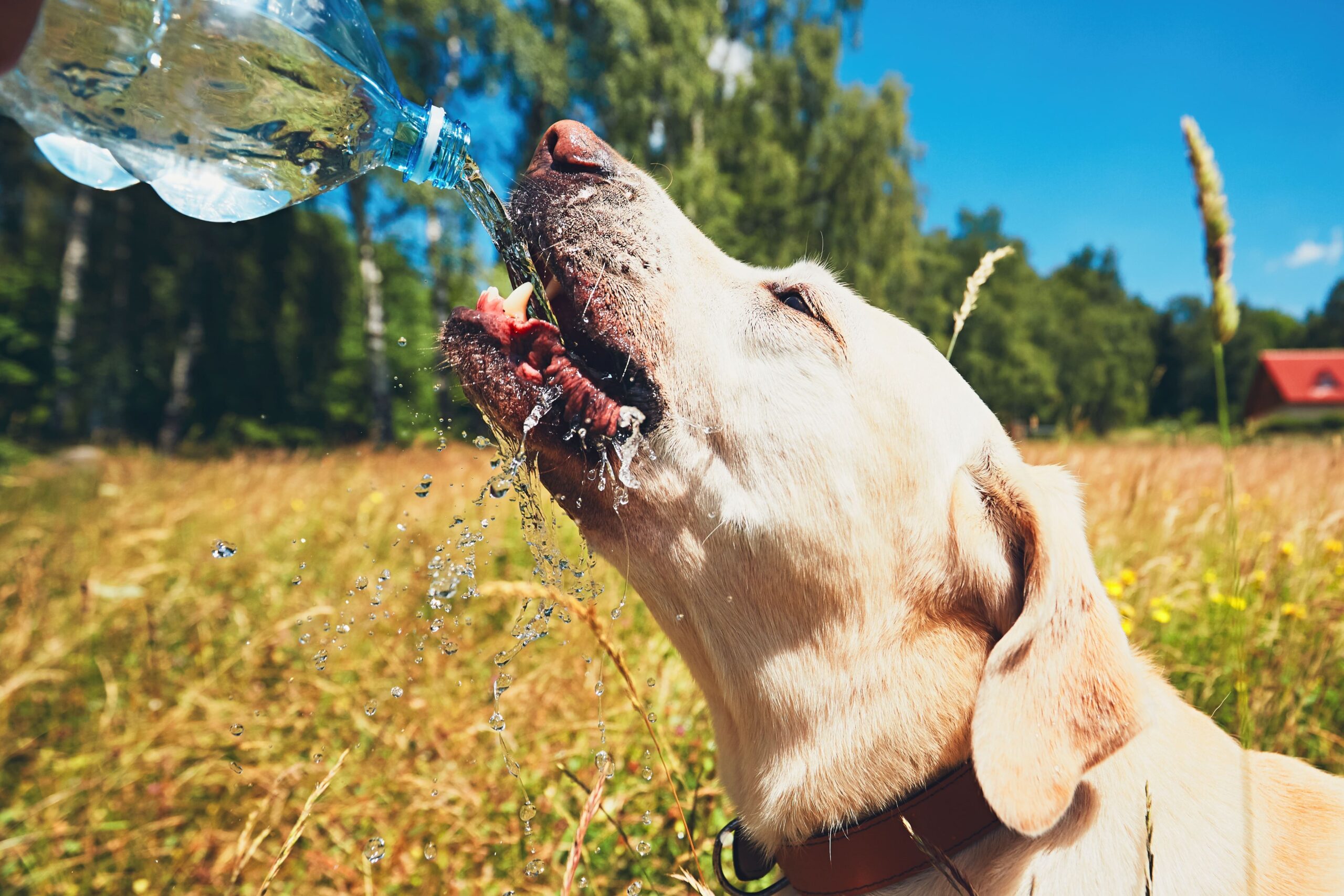 Entrada Tips para cuidar de tus perros en esta temporada de calor